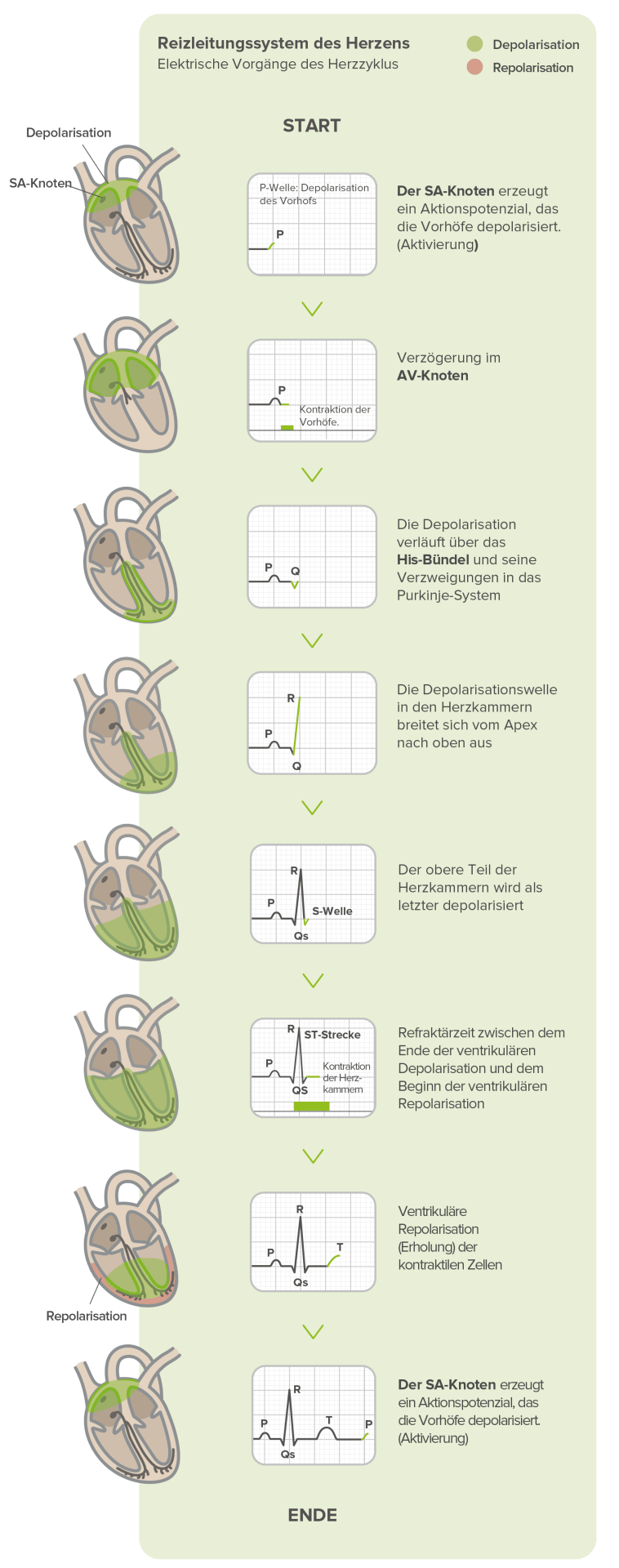 Was zeichnet ein EKG auf?