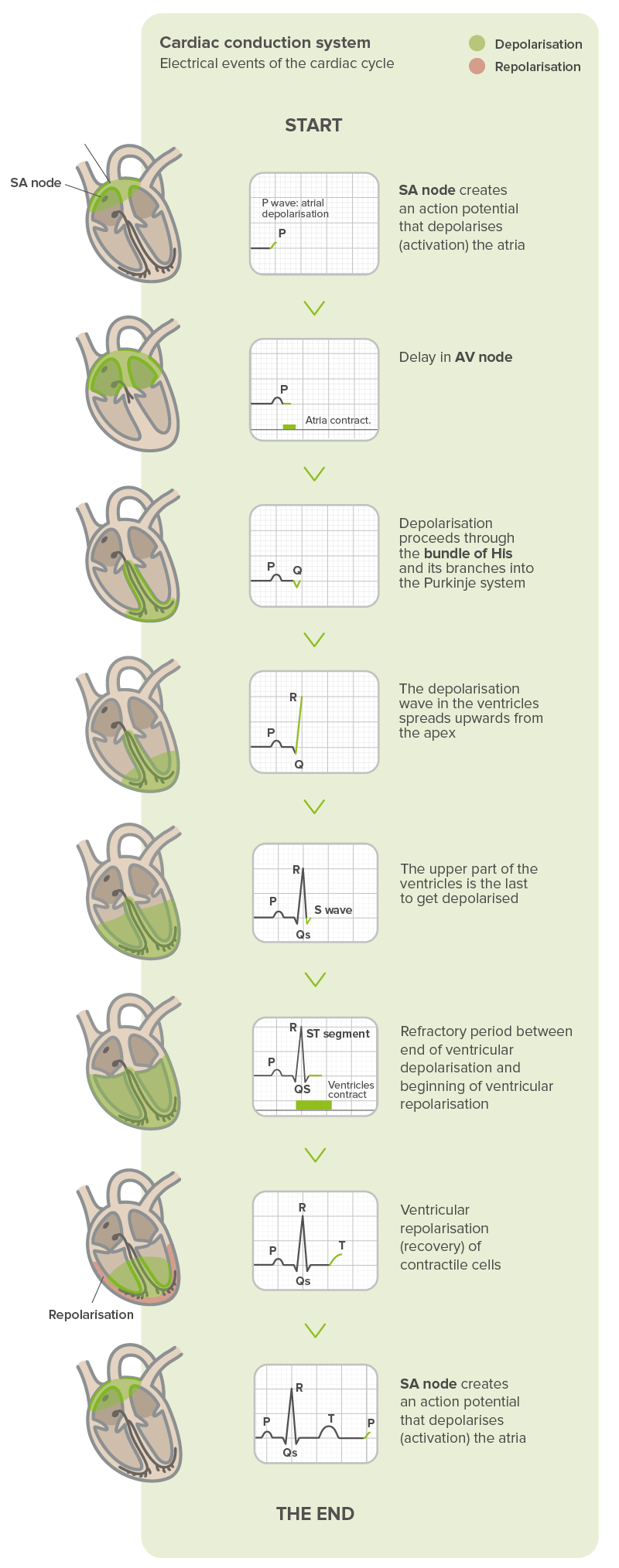 What-does-an-ECG-record-1