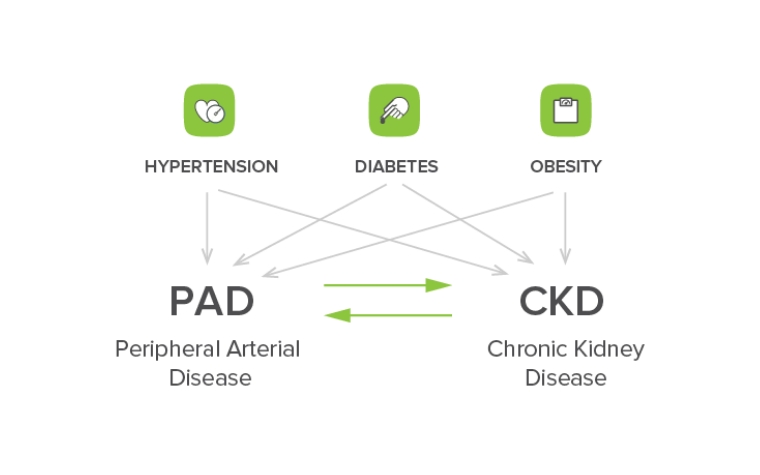 pad-ckd