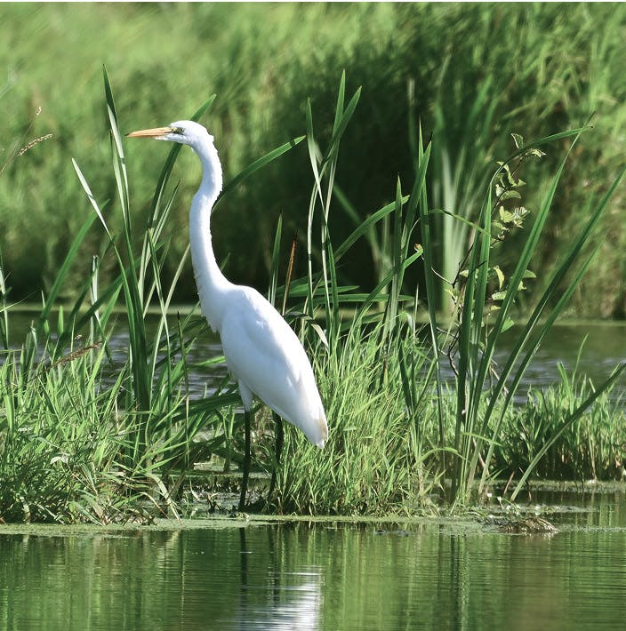 crane bird in a pond
