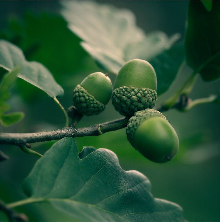 acorns