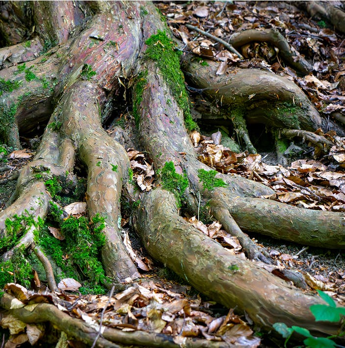 oak tree roots