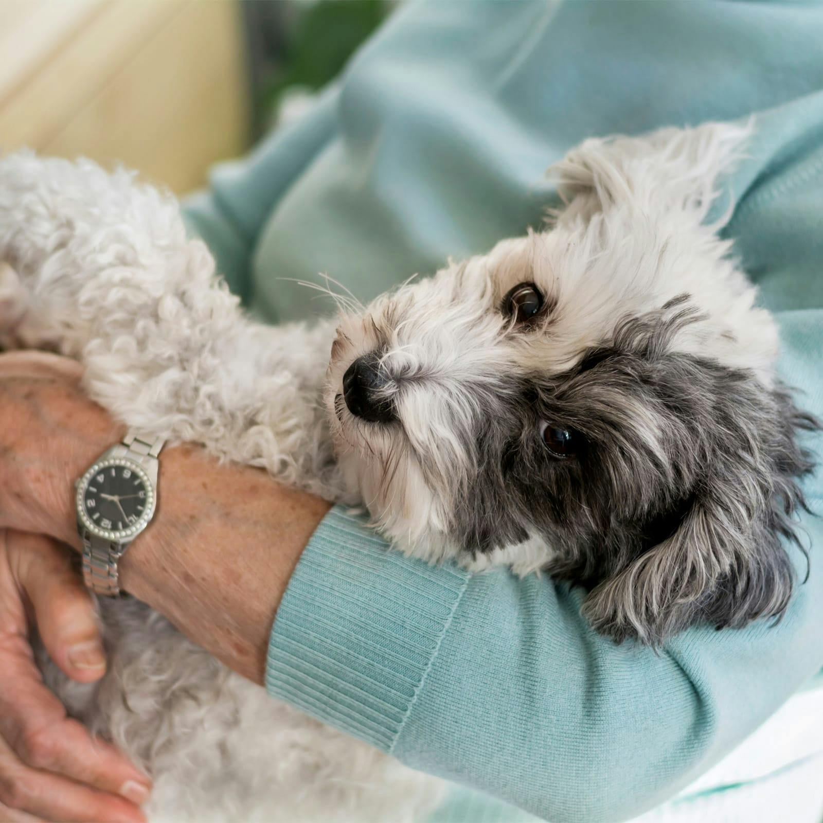 older person holding a little black and white dog