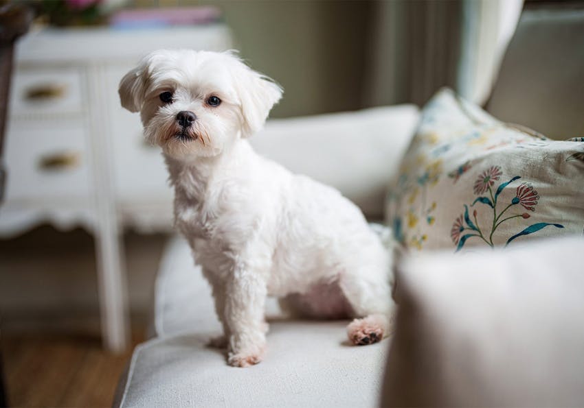 little white dog sitting on a couch