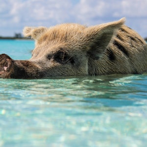 Bahamas Pig
