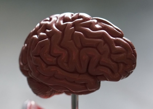 Brain