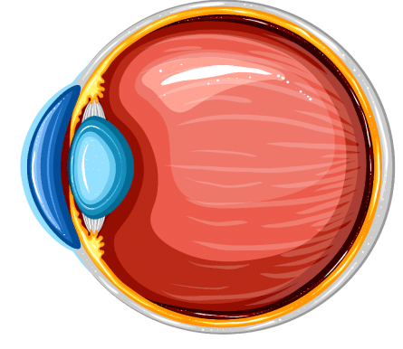 Normal cornea