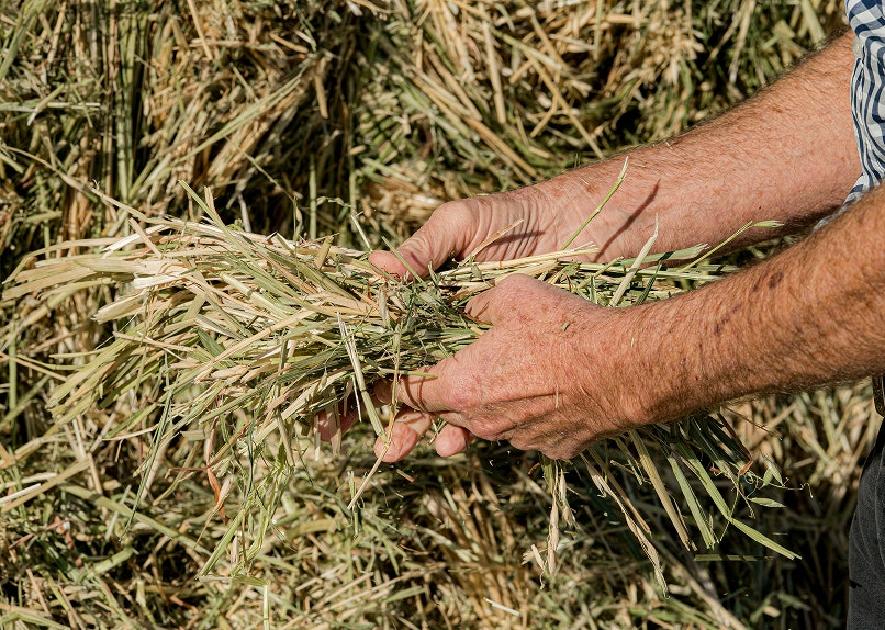 Rainfed Australian Oaten Hay Webinar