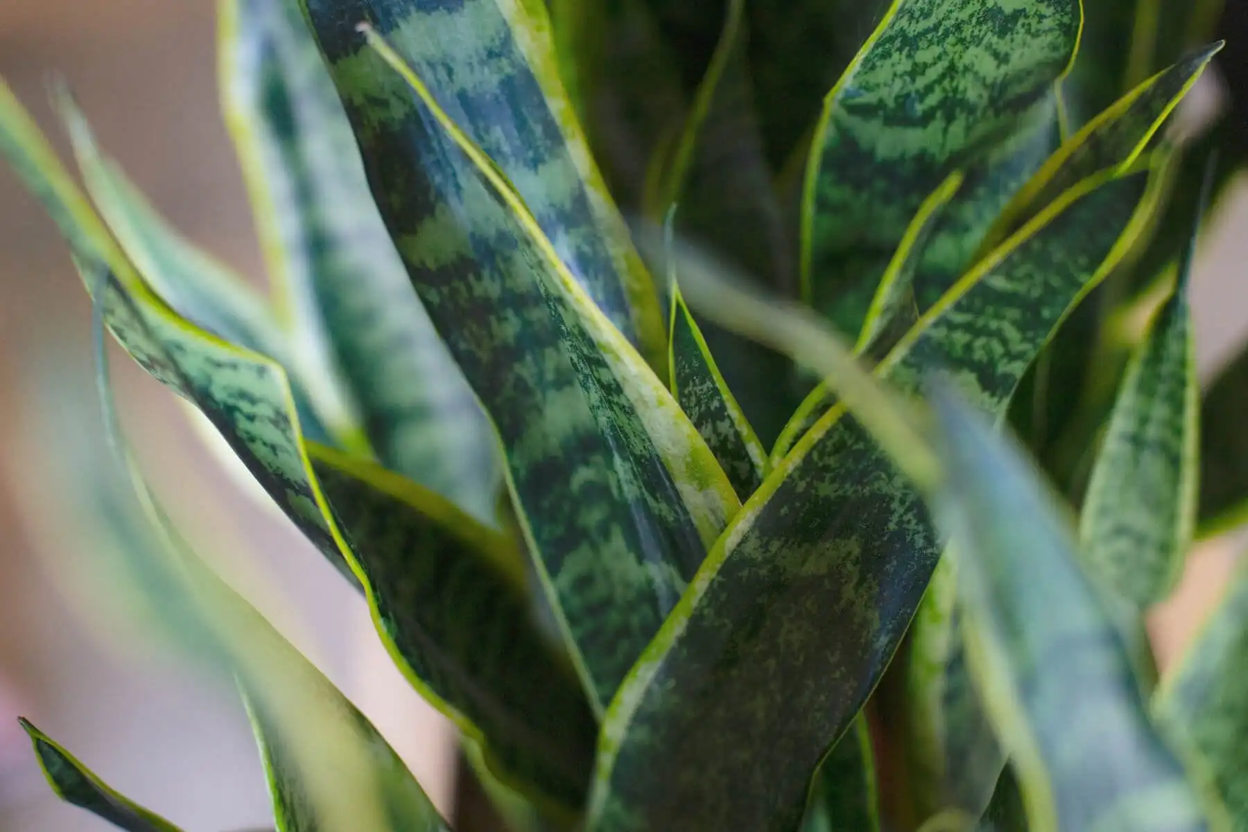 Benefits of a snake plant