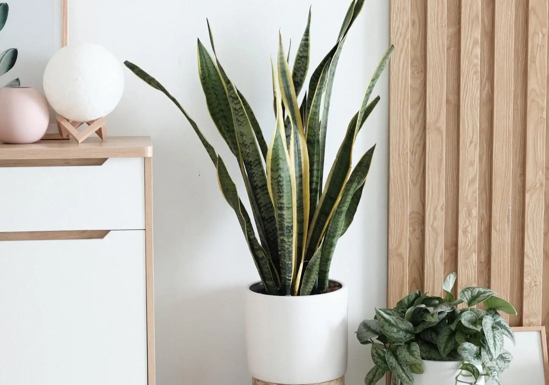 Sansevieria Trifasciata snake plant