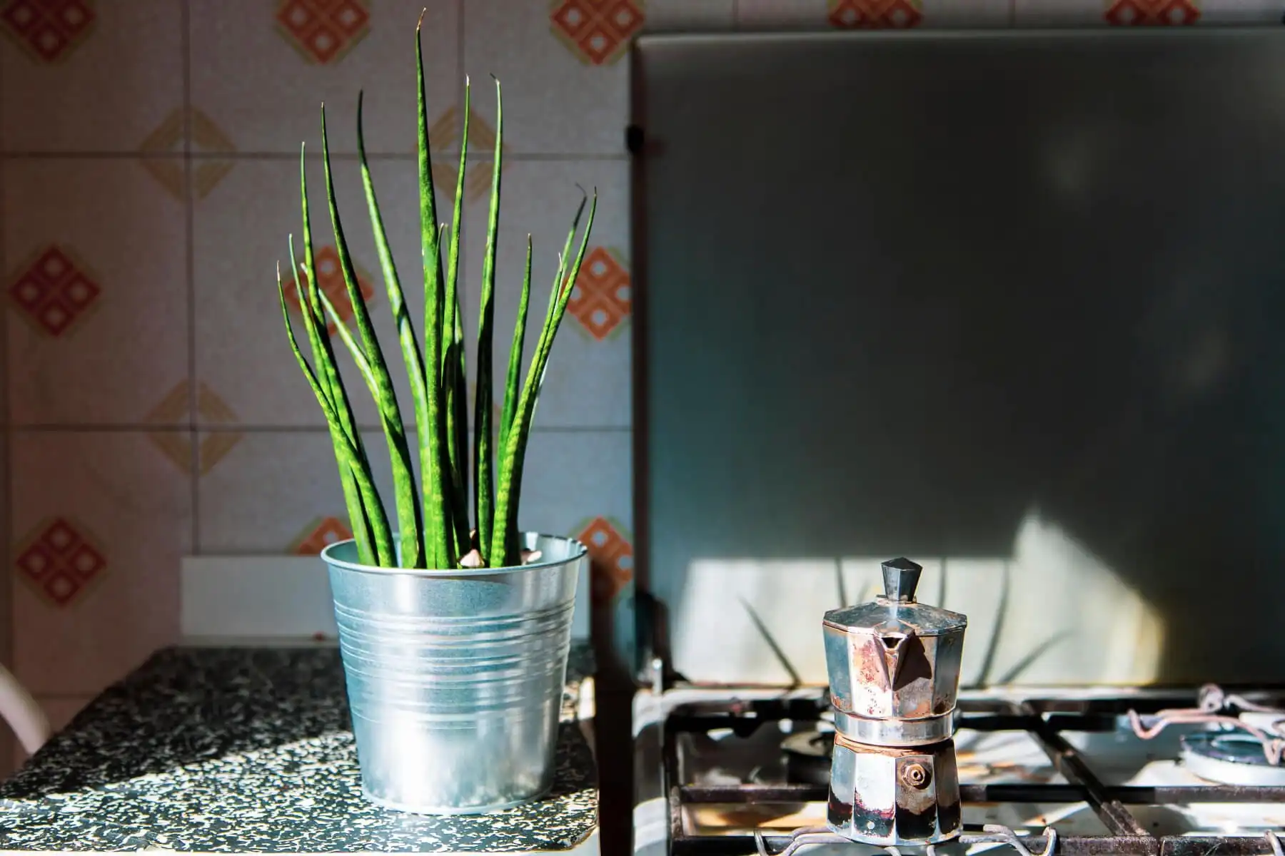 Cylinder snake plant