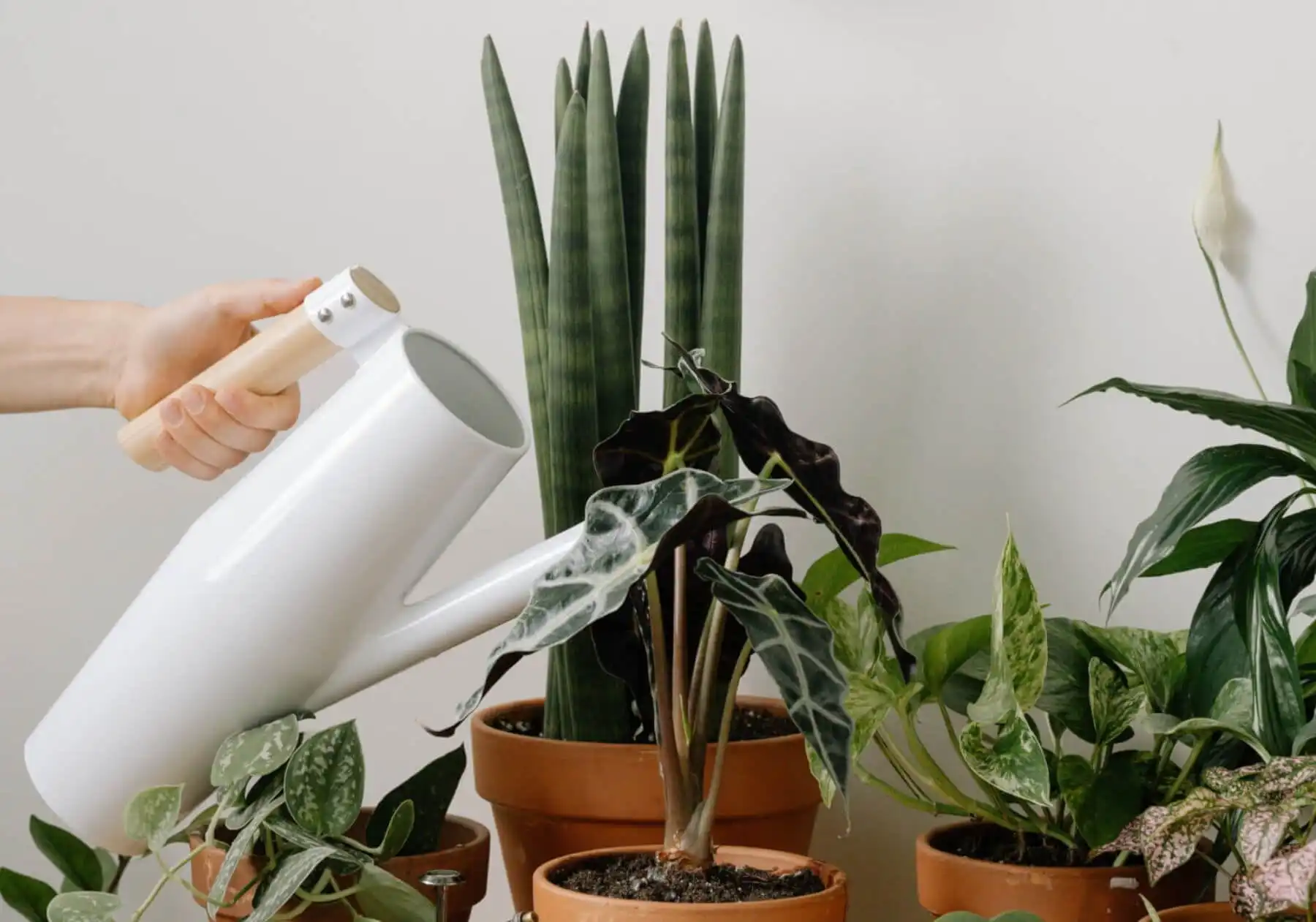 How to care for snake plants