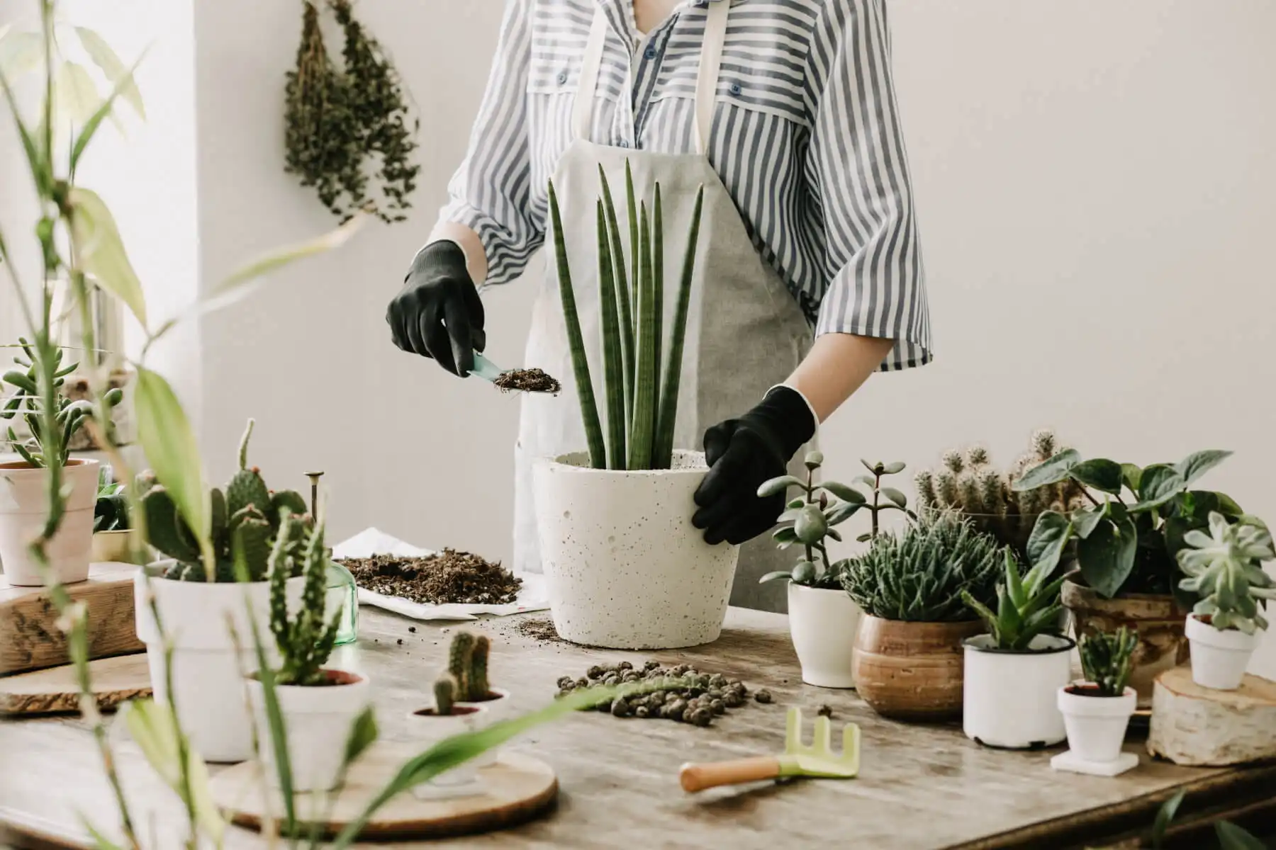 Repotting snake plant