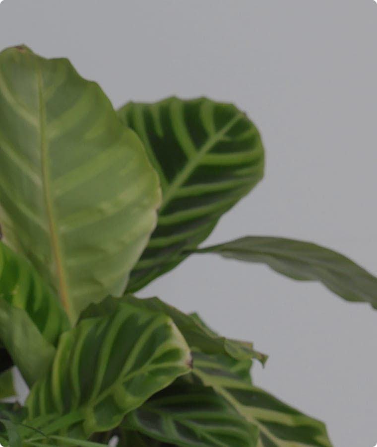 close up on leafy plant