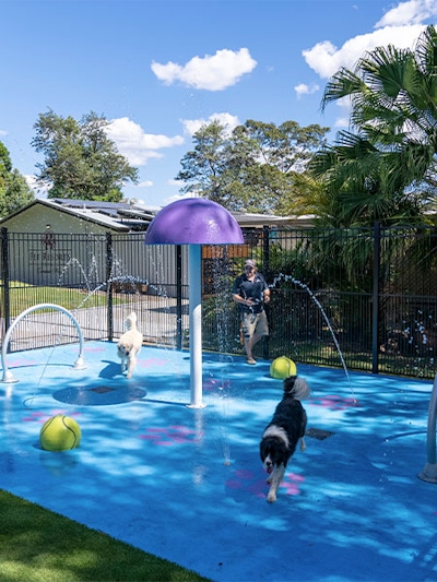 Dogs playing in the Eumundi Noosa waterpark