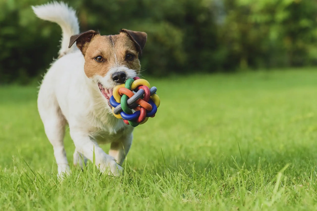 Pet Resorts Australia Samford
