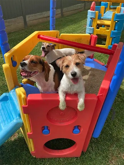 Three happy dogs playing together on a colourful plastic playground set at Pet Resorts Australia Dural.