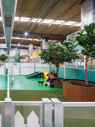 Dogs playing with a staff member in the large indoor playroom at Pet Resorts Australia Port Melbourne, offering premium indoor boarding in a boutique urban setting.