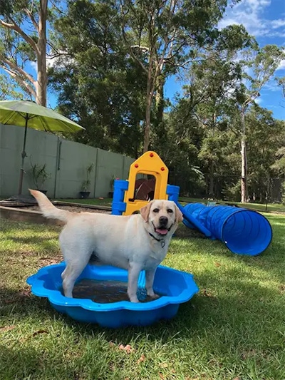 Happy Labrador standing in a splash pool at Pet Resorts Australia Kangy Angy, enjoying premium boarding with outdoor playtime on the NSW Central Coast.