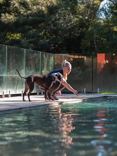 Pet Resorts Australia Terrigal team member guiding a dog beside the swimming pool during premium pet boarding on the NSW Central Coast.