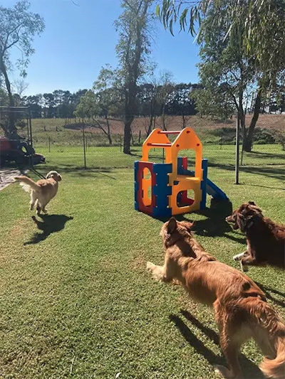 Three dogs playing near colourful play equipment at Pet Resorts Australia Southern Highlands, enjoying premium pet boarding in a spacious outdoor area.