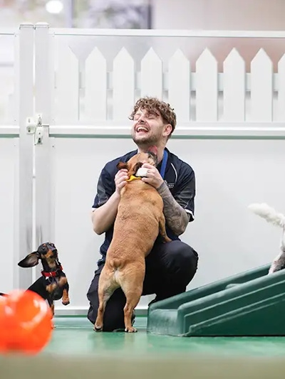 A staff member laughs and plays with a small happy dog at Doggy Daycare at Pet Resorts Australia