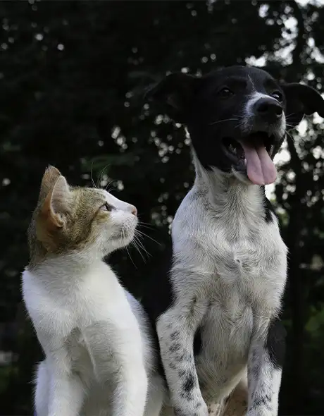 Cat and dog sitting together, showcasing the professional care and premium boarding services provided by Pet Resorts Australia.