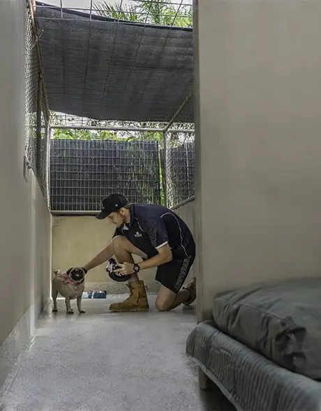 Staff member caring for a small dog inside a private guest room at Pet Resorts Australia Townsville, a trusted pet resort offering premium dog boarding with spacious, secure enclosures and personalised attention.