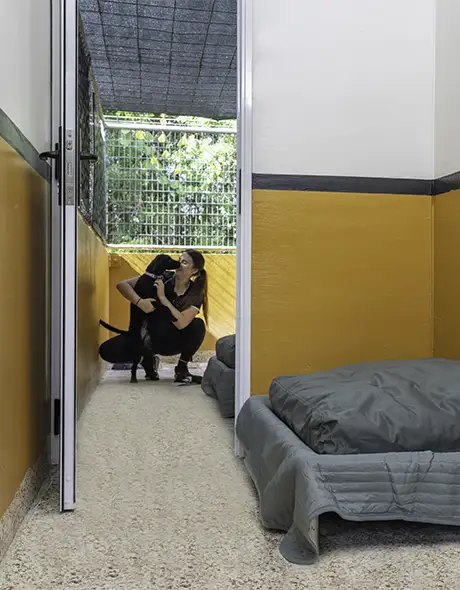 Dog enjoying affection from a staff member in a comfortable resort room at Pet Resorts Australia Townsville, a premium dog boarding facility offering spacious indoor suites, private outdoor runs, and personalised care.