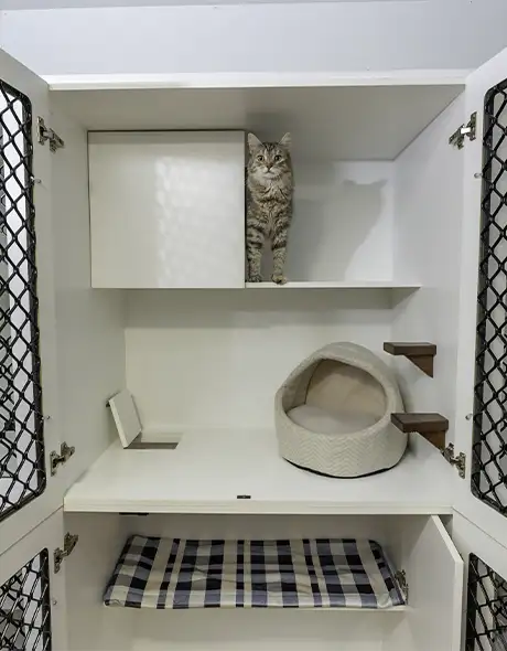 Cute cat inside a clean and cosy Cat Guest Room at Pet Resorts Australia Townsville, offering premium cat boarding in Townsville with secure enclosures, comfy bedding, and multi-level spaces designed for feline comfort.