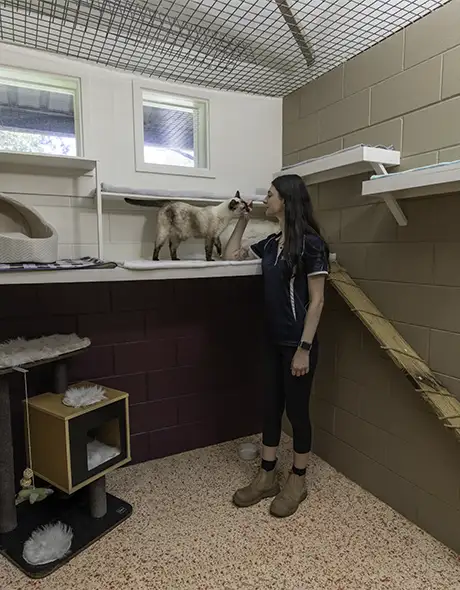 Staff member bonding with a Siamese cat inside a spacious Deluxe Room at Pet Resorts Australia Townsville, a leading cattery for cat boarding in Townsville featuring multi-level platforms, cosy bedding, and personalised care.