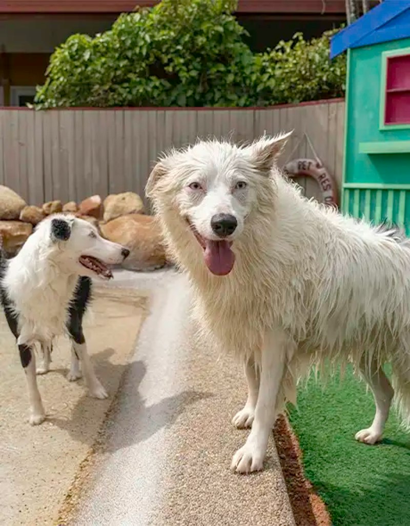 Why Choose Our Doggy Daycare Services?