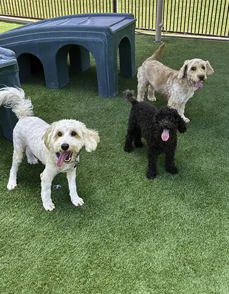 Three playful dogs enjoying a half day of Doggy Daycare at Pet Resorts Australia Townsville, where quality pet care and social play make it a leading choice for dog daycare in Townsville.