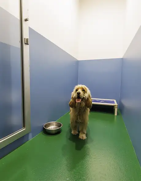 Happy dog inside a clean and comfortable Guest Room at Pet Resorts Australia Port Melbourne, a trusted dog boarding facility offering individual rooms, fresh water, and attentive care for pets in Melbourne.