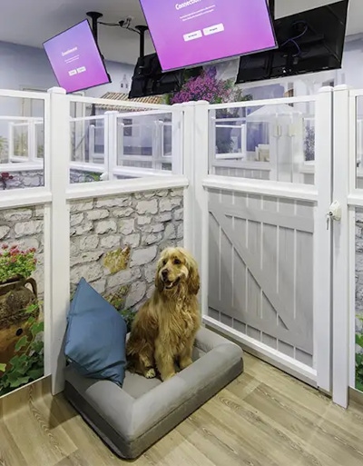 Golden Cocker Spaniel relaxing in a Beach Club Suite at Pet Resorts Australia Port Melbourne, a luxury dog boarding option featuring coastal-themed decor, private enclosures, and elevated comfort for pets in Melbourne.