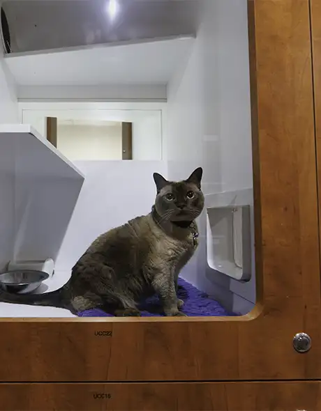 Cat relaxing in a modern Cat Guest Suite at Pet Resorts Australia Port Melbourne, offering secure and comfortable cat boarding with private enclosures, cosy bedding, and attentive care in Melbourne.