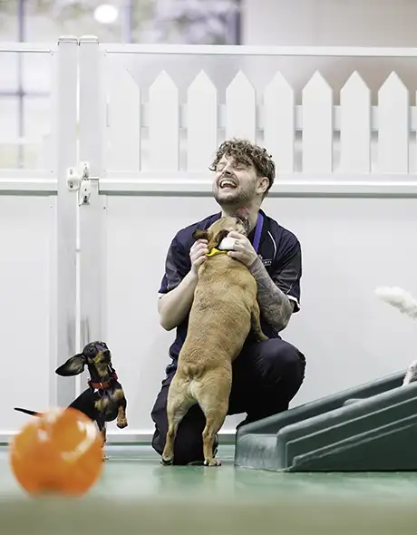 Staff member playing with excited dogs during a half day of Doggy Daycare at Pet Resorts Australia Port Melbourne, a trusted pet resort providing fun, safe, and social dog daycare experiences in Melbourne.