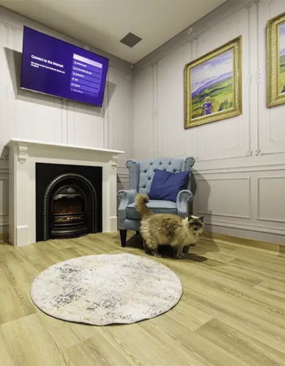 Fluffy cat exploring the elegant Cat Penthouse Suite at Pet Resorts Australia Port Melbourne, a luxury cat boarding option featuring stylish decor, plush furnishings, and premium comfort for cats in Melbourne.