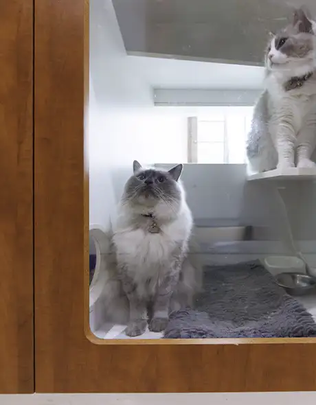 Two cats relaxing in a modern Cat Resort Room at Pet Resorts Australia Port Melbourne, a premium cat boarding facility offering multi-level suites, cosy bedding, and dedicated care for cats in Melbourne.