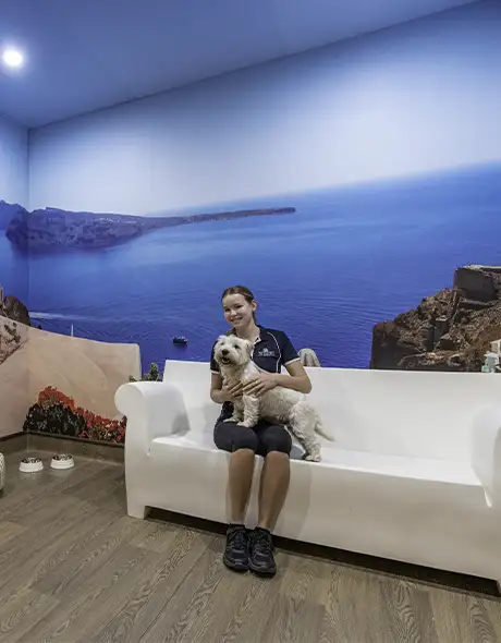 Staff member cuddling a small dog in a Dog Destination Suite at Pet Resorts Australia Eumundi-Noosa, a premium dog resort offering luxury dog boarding with themed rooms, personalised care, and comfort in Eumundi-Noosa.