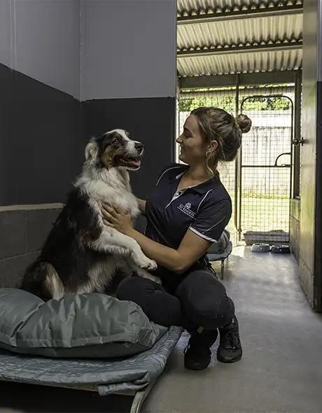Staff member comforting a happy dog in a Guest Room at Pet Resorts Australia Eumundi-Noosa, a trusted dog boarding facility offering secure accommodation, soft bedding, and personalised care at this leading dog resort in Eumundi-Noosa.