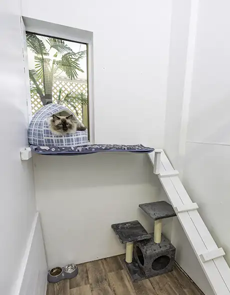 Cat relaxing in a cosy Cat Guest Room at Pet Resorts Australia Eumundi-Noosa, a premium cattery offering secure multi-level enclosures, soft bedding, and personalised cat boarding services in Eumundi-Noosa.