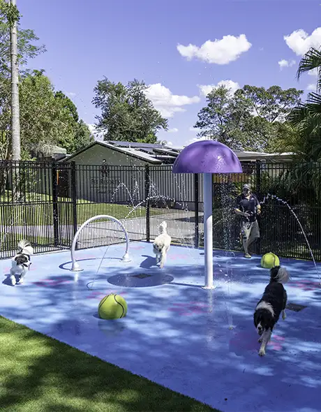 Dogs playing in the waterpark during Doggy Daycare at Pet Resorts Australia Eumundi-Noosa, a leading dog resort offering fun-filled dog daycare with splash zones, outdoor play areas, and expert care in Eumundi-Noosa.