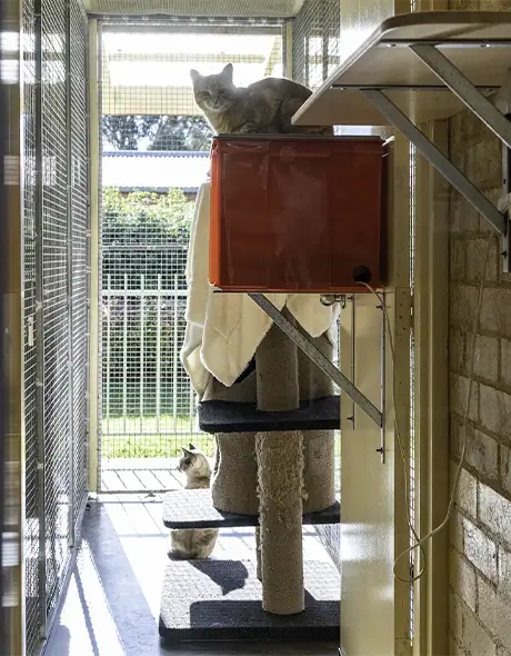 Cat lounging on a scratching post in the sunlit Cat Resort Room at Pet Resorts Australia Southern Highlands, a premium cattery offering spacious suites, natural light, and enriching environments for luxury cat boarding in the Southern Highlands.