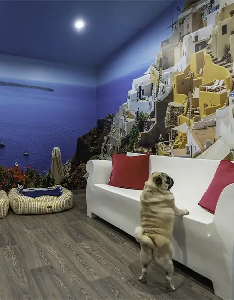 Pug exploring a themed Destination Suite at Pet Resorts Australia Southern Highlands, a premium dog resort offering luxury dog boarding with vibrant decor, cosy bedding, and personalised care in the Southern Highlands.