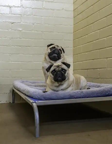 Two pugs relaxing on a plush bed in the Executive Room at Pet Resorts Australia Southern Highlands, a high-end dog boarding suite offering premium comfort, spacious accommodation, and personalised care at this luxury dog resort.