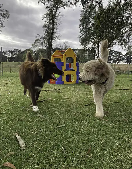 Doggy Day Care 1/2 Day