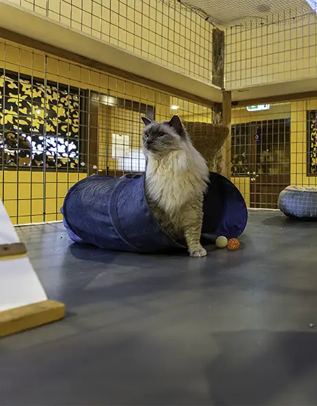 Cat playing in a tunnel inside a spacious Cat Condo Room at Pet Resorts Australia Terrigal, a premium cattery offering safe, engaging and comfortable cat boarding with multi-level spaces and enrichment in Terrigal.