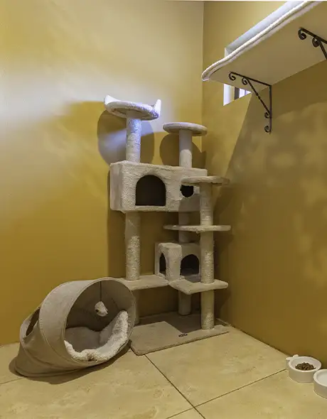 Interior of a Cat Window Room at Pet Resorts Australia Terrigal, featuring a tall cat tree, cosy bedding and a sunny window perch, designed for relaxing and enriching cat boarding experiences in Terrigal.