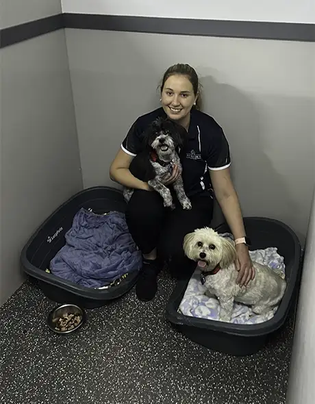 Staff member caring for two small dogs in a Standard Room at Pet Resorts Australia Kangy Angy, a trusted dog boarding facility on the Central Coast offering clean, secure and cosy accommodation for pets.